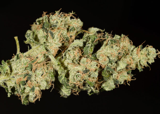 Organic Diesel Marijuana Strain