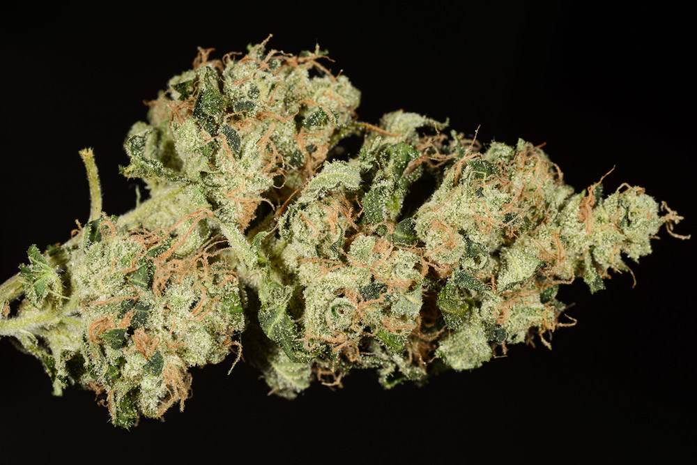 Organic Diesel Marijuana Strain